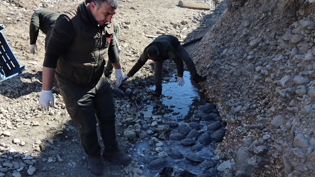 Şanlıurfa'da Islah Çalışmaları Sırasında Mahsur Kalan 316 Kaplumbağa Kurtarıldı