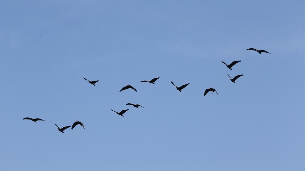Şanlıurfa'da Koruma Altındaki Kelaynaklar Üreme Dönemi İçin Doğaya Salındı