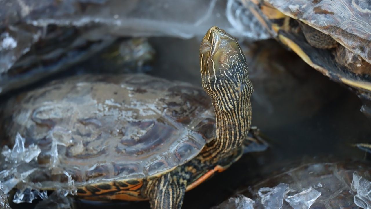 Şanlıurfa'da Mahsur Kalan 316 Kaplumbağa Doğaya Döndü
