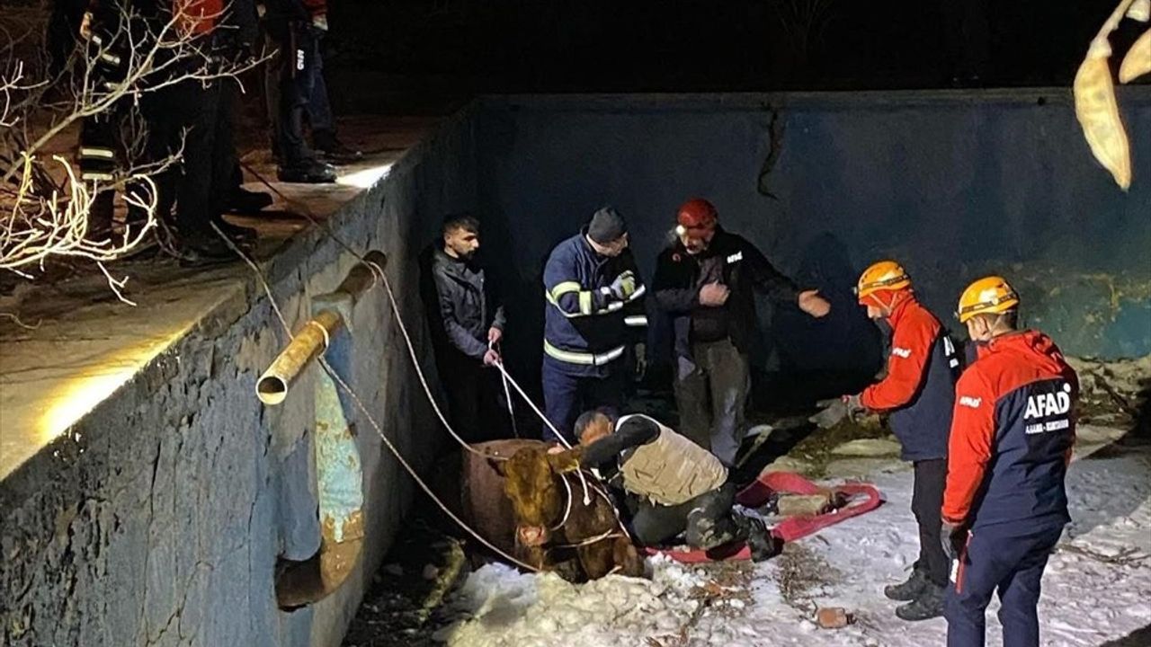 Sivas'ta Boş Havuzdan Kurtarılan İnek