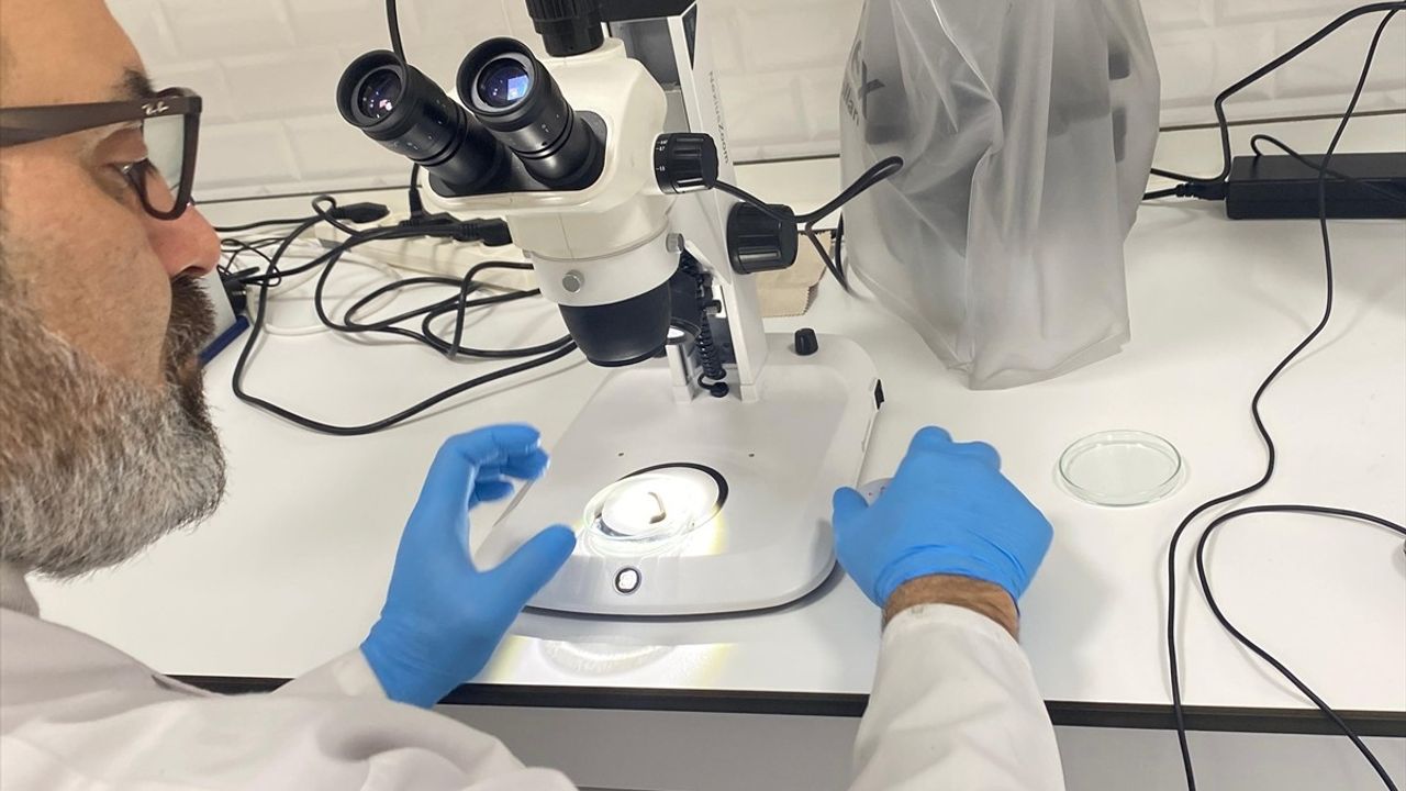 Sülük Salgısının İltihaplı ve Otoimmün Hastalıklarda Alternatif Tedavi Olarak Kullanımı