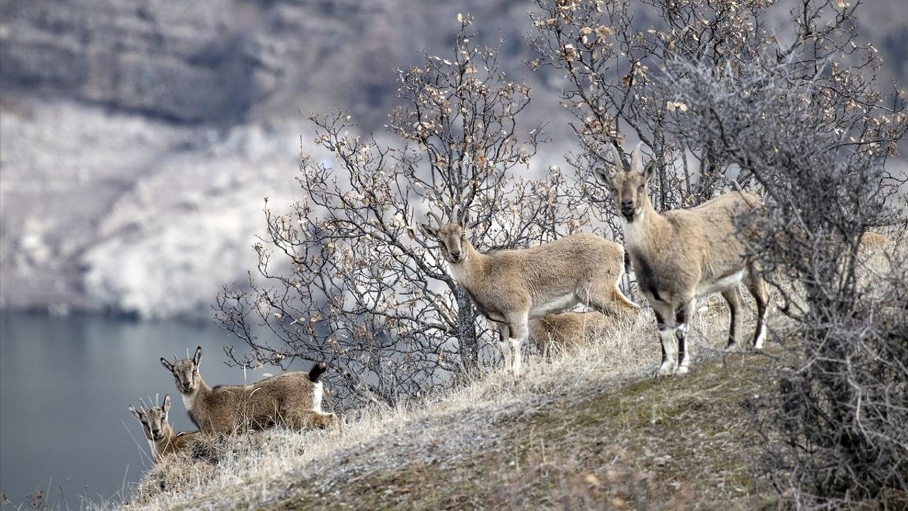 Tunceli'de Yaban Keçileri Kış Beslenme Alanlarında Görüntülendi