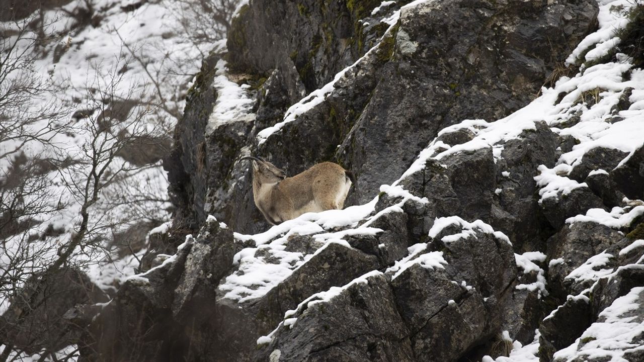 Tunceli'deki Yaban Keçileri Zorlu Kar Koşullarında Yiyecek Arıyor