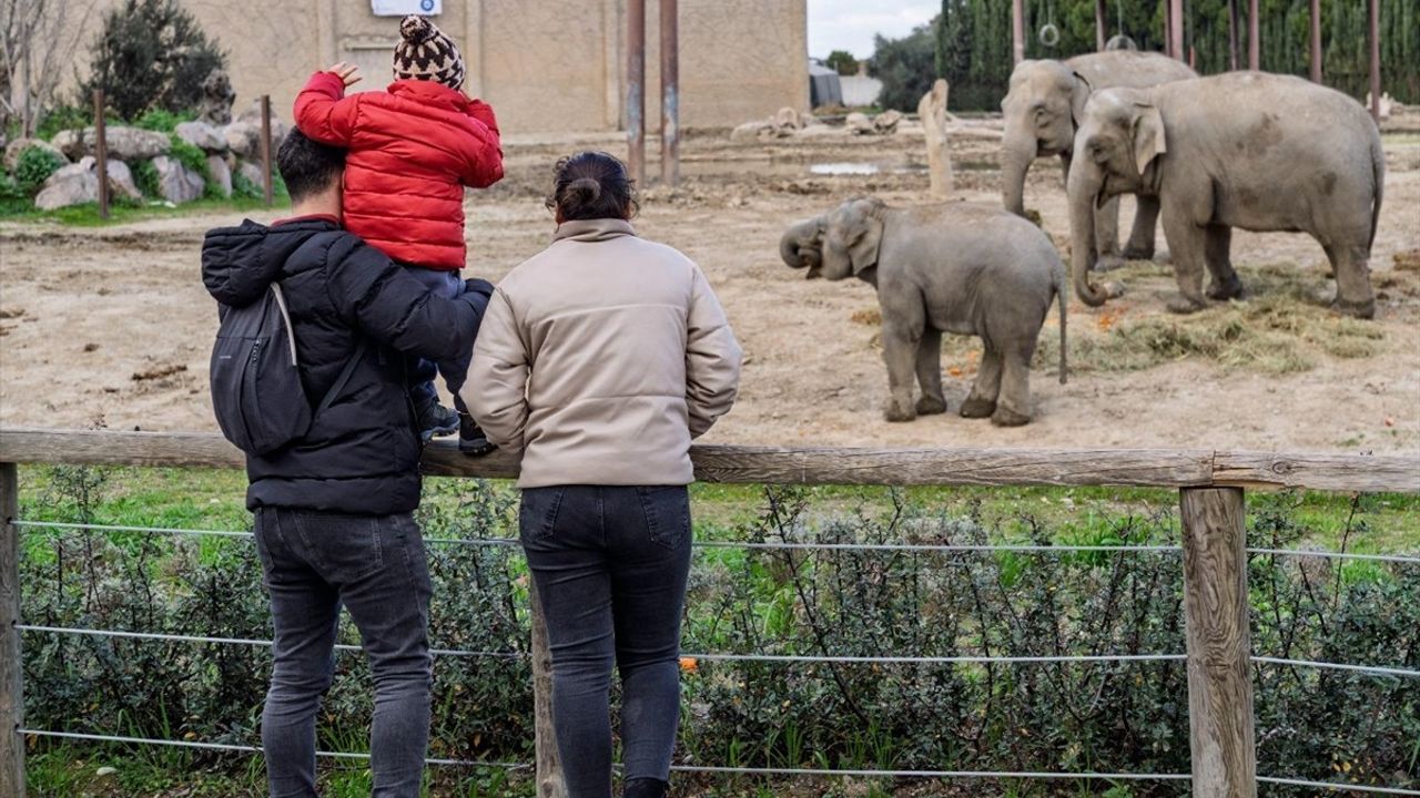 Türkiye'nin İlk Filinin 14. Doğum Günü Kutlandı