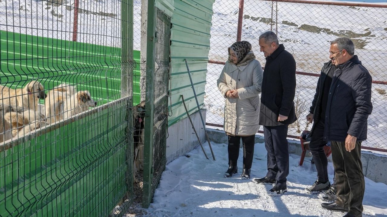 Van'da Sahipsiz Hayvanlar için Doğal Yaşam Alanı Oluşturuldu