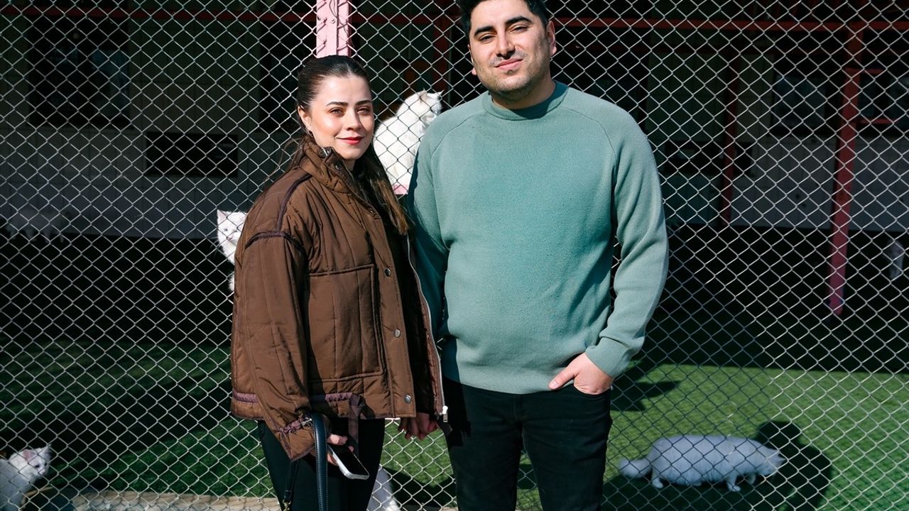 Van Kedisi Kedi Villası Yılda 200 Bin Ziyaretçi Ağırlıyor