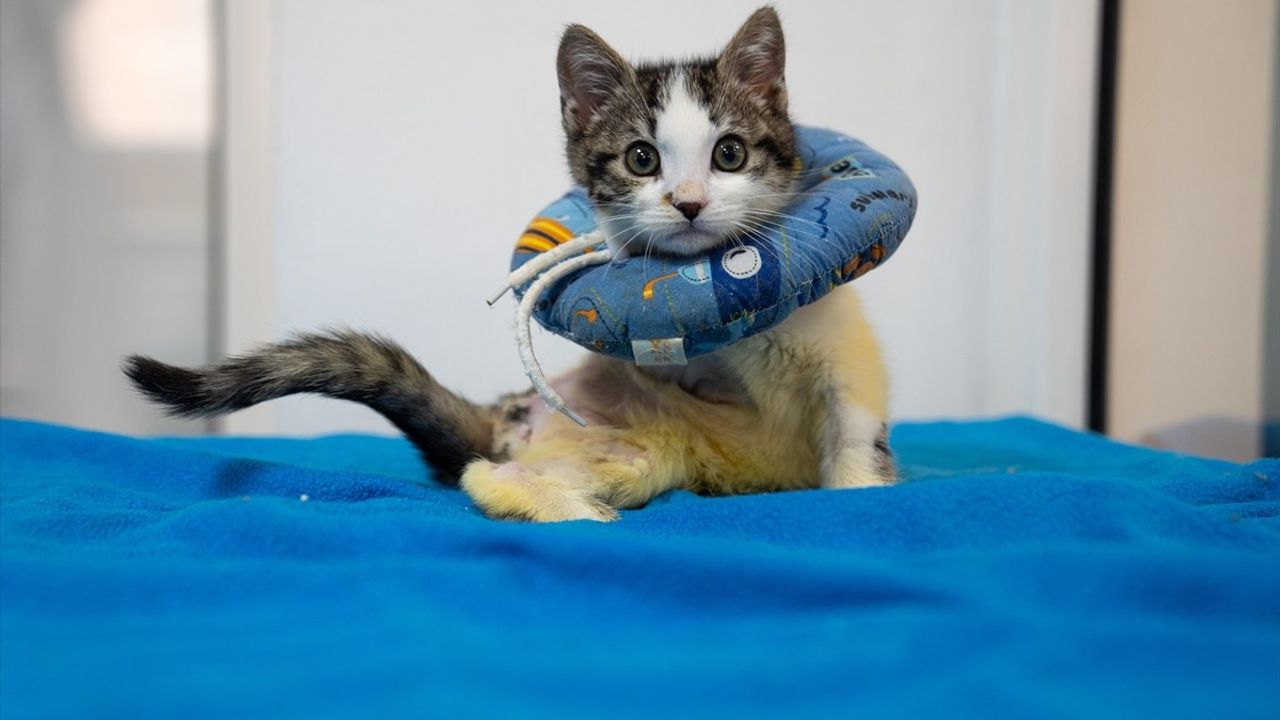 Yavru Kedi 'Mucize': Kaputta Yaşadığı Kazadan Sonra Hayata Tutunuyor