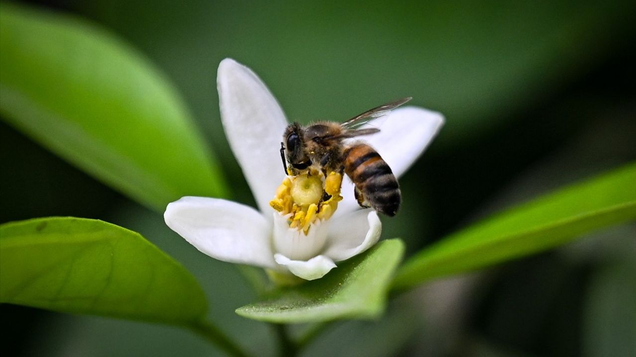 Adana'da 1,5 Milyon Katılımcı Beklenen Portakal Çiçeği Karnavalı Başlıyor