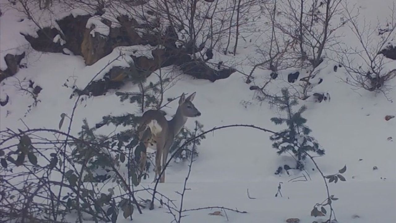 Amasya'da Karacalar Fotokapanla Görüntülendi