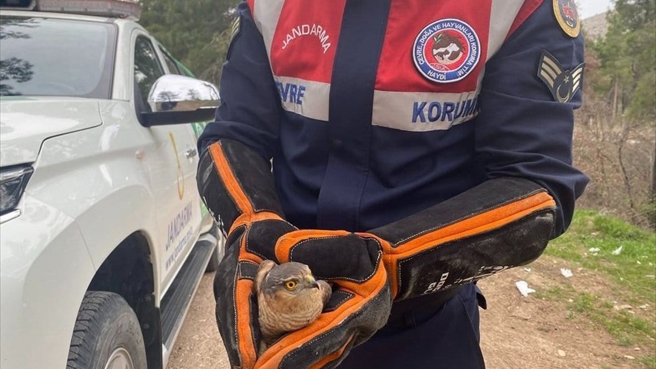 Amasya'da Yaralı Atmaca Tedavi Altına Alındı