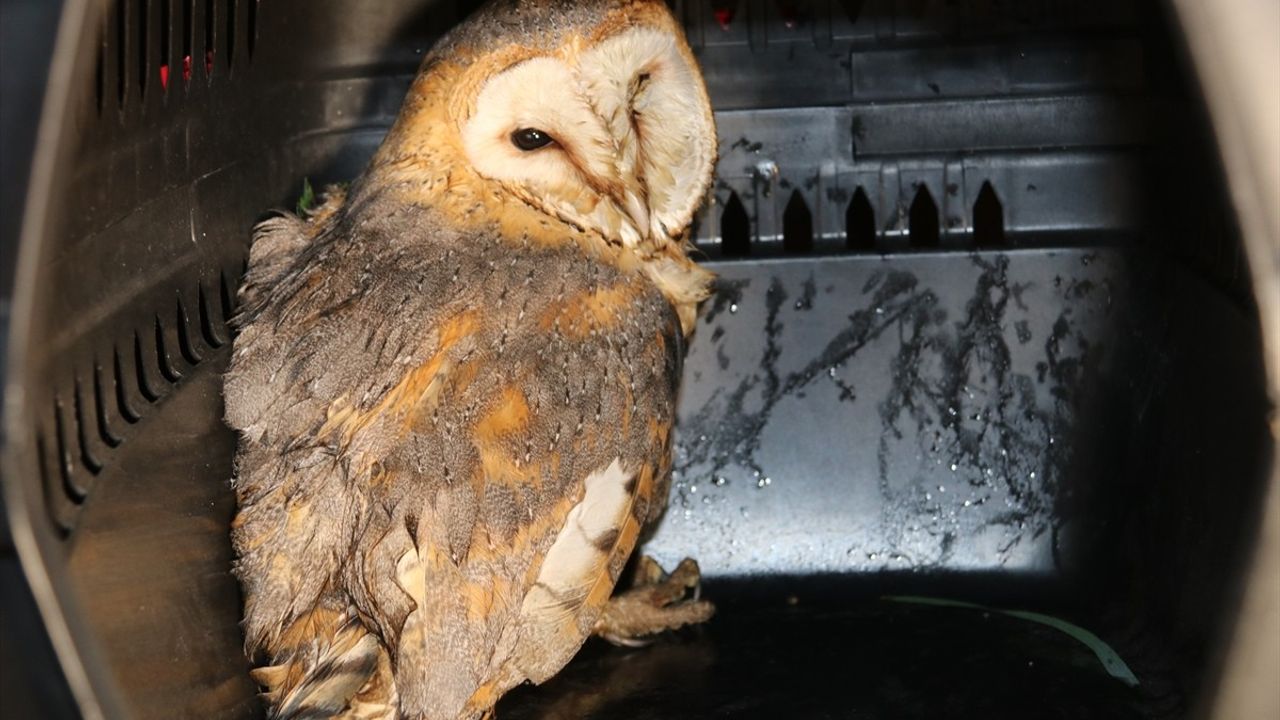 Amasya'da Yaralı Peçeli Baykuş Tedavi Altına Alındı