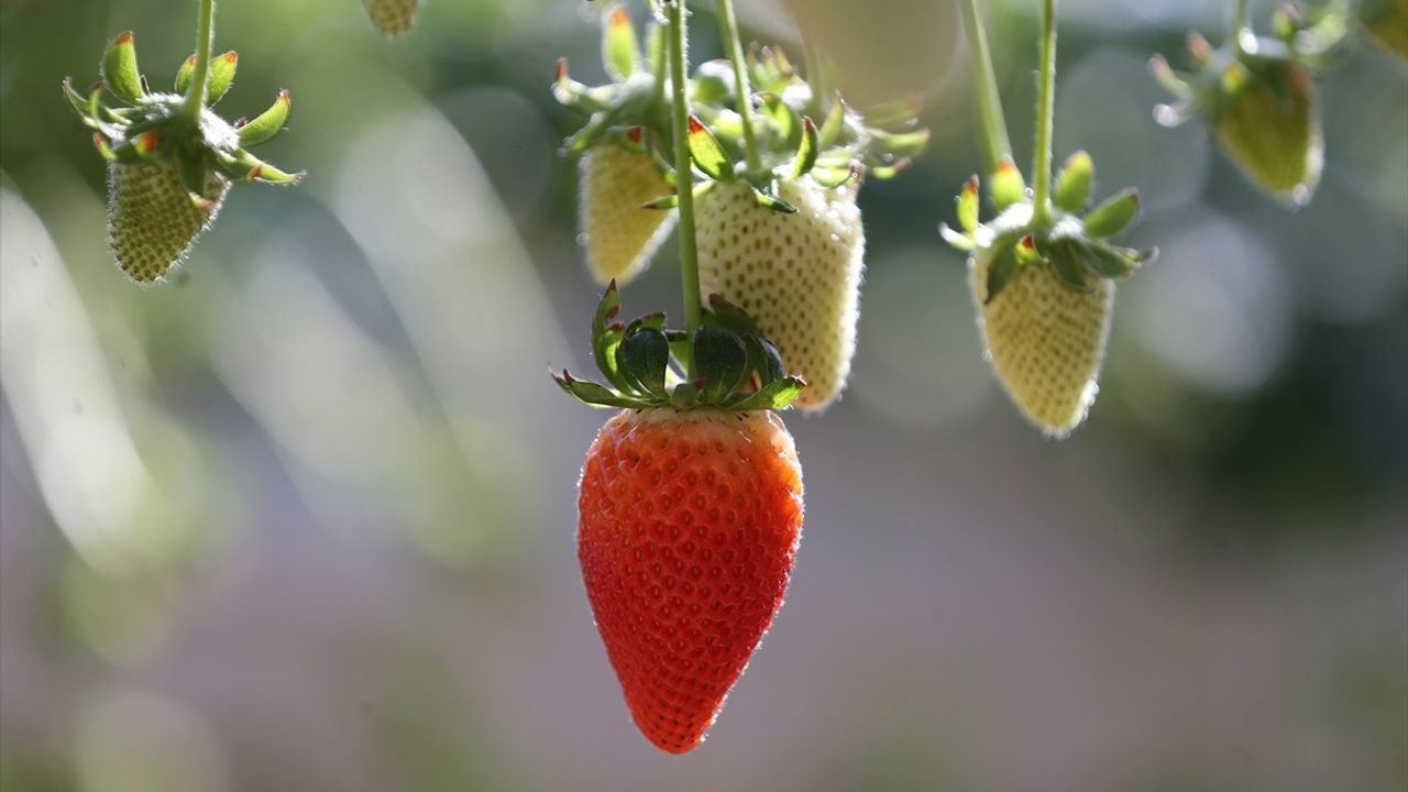 Antalya'da İki Kadın Girişimciden Topraksız Tarım ile Çilek Üretimi