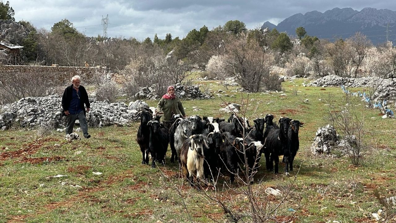Antalya'da Kaybolan 25 Keçi Köylüler ve Jandarma Tarafından Bulundu