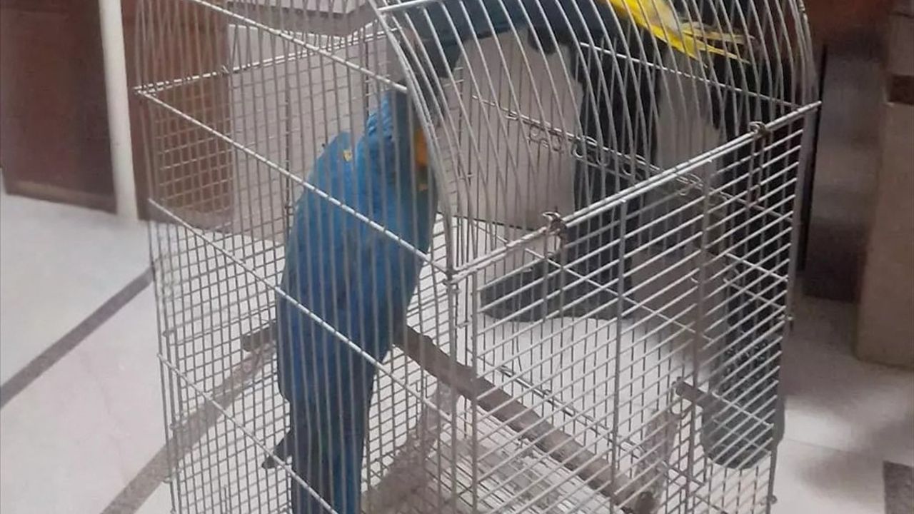 Antalya'da Yasal Olmayan Macaw Papağanlarına El Konuldu