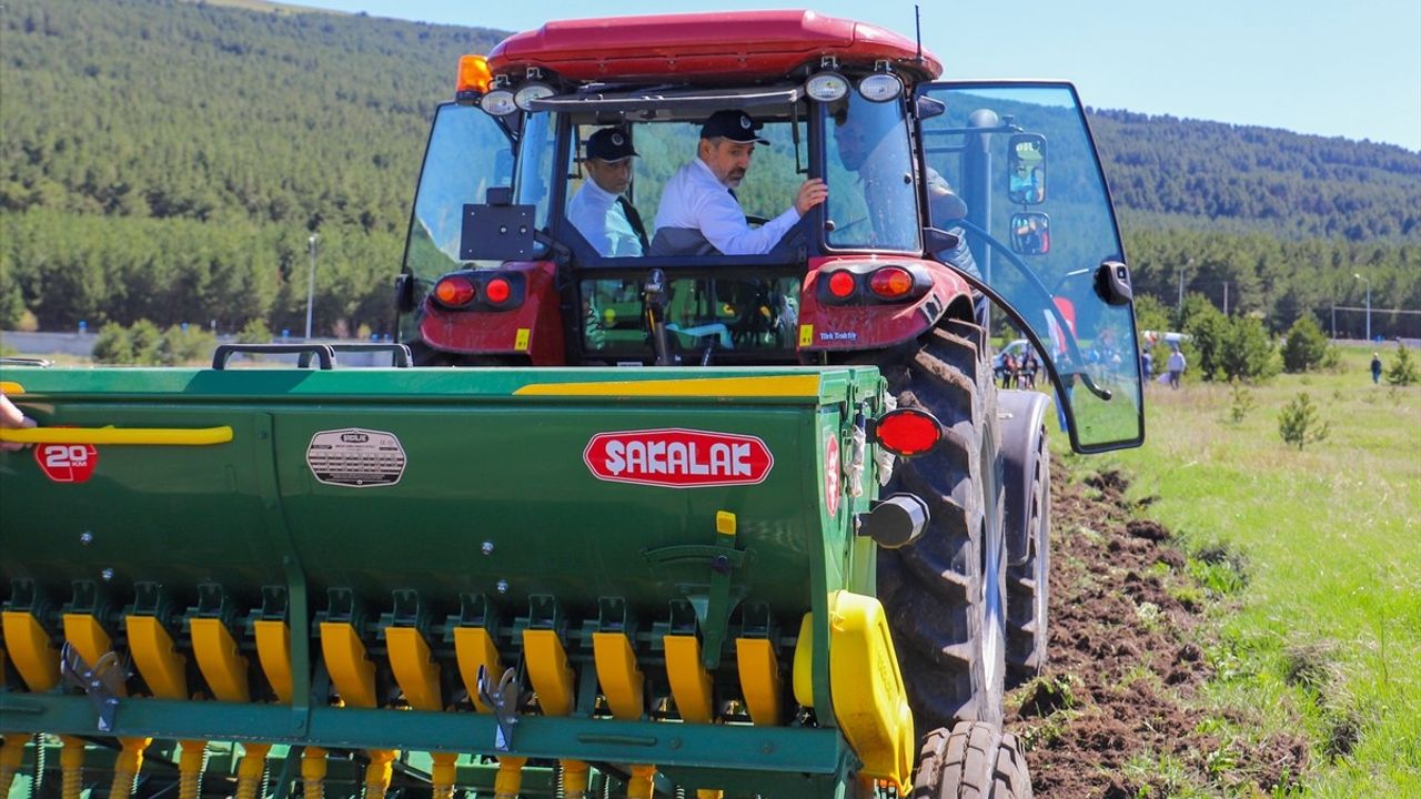 Ardahan Üniversitesi, 13 Bin Yıllık Kavılca Buğdayını Yeniden Yeşertiyor
