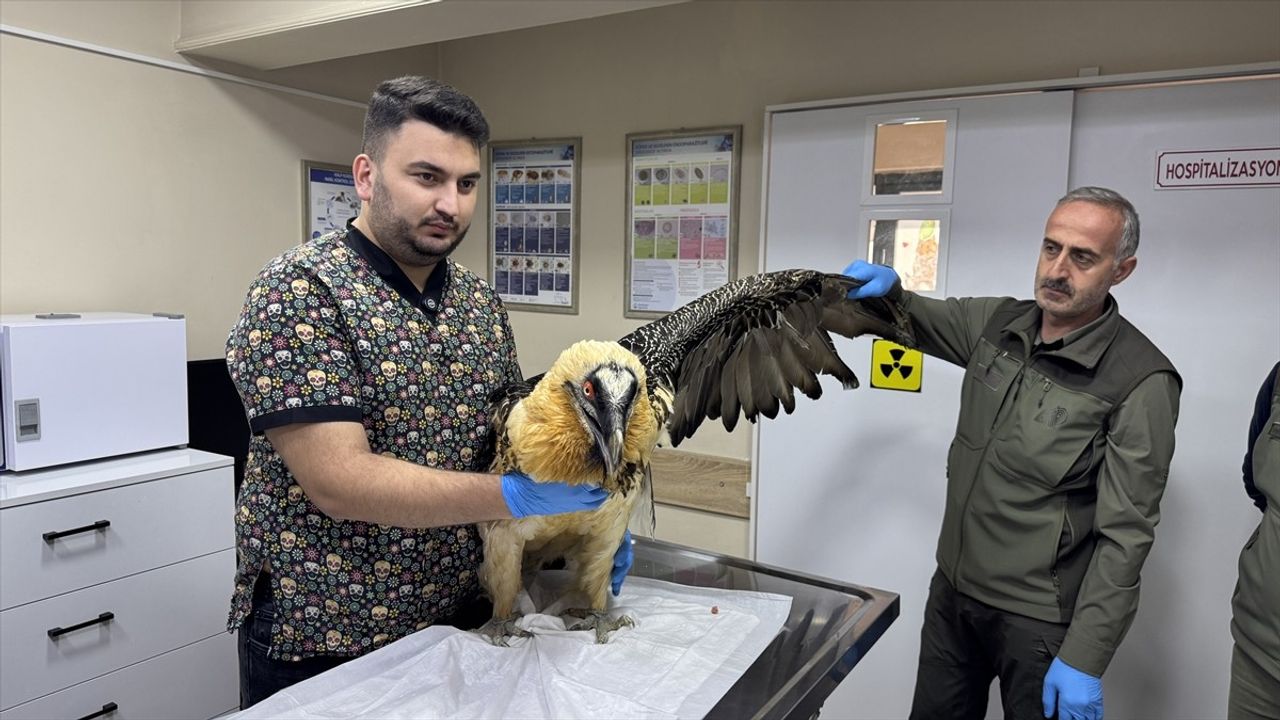 Artvin'de Yaralı Sakallı Akbaba Tedavi Edildi, Hayvanat Bahçesine Gönderilecek