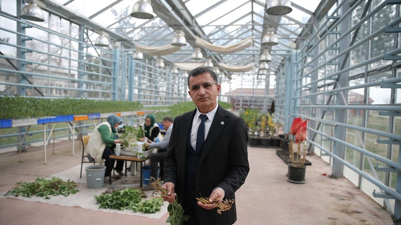 Ayçiçeğinde Verimi Düşüren Canavar Otu ile Mücadelede Yeni Gelişmeler