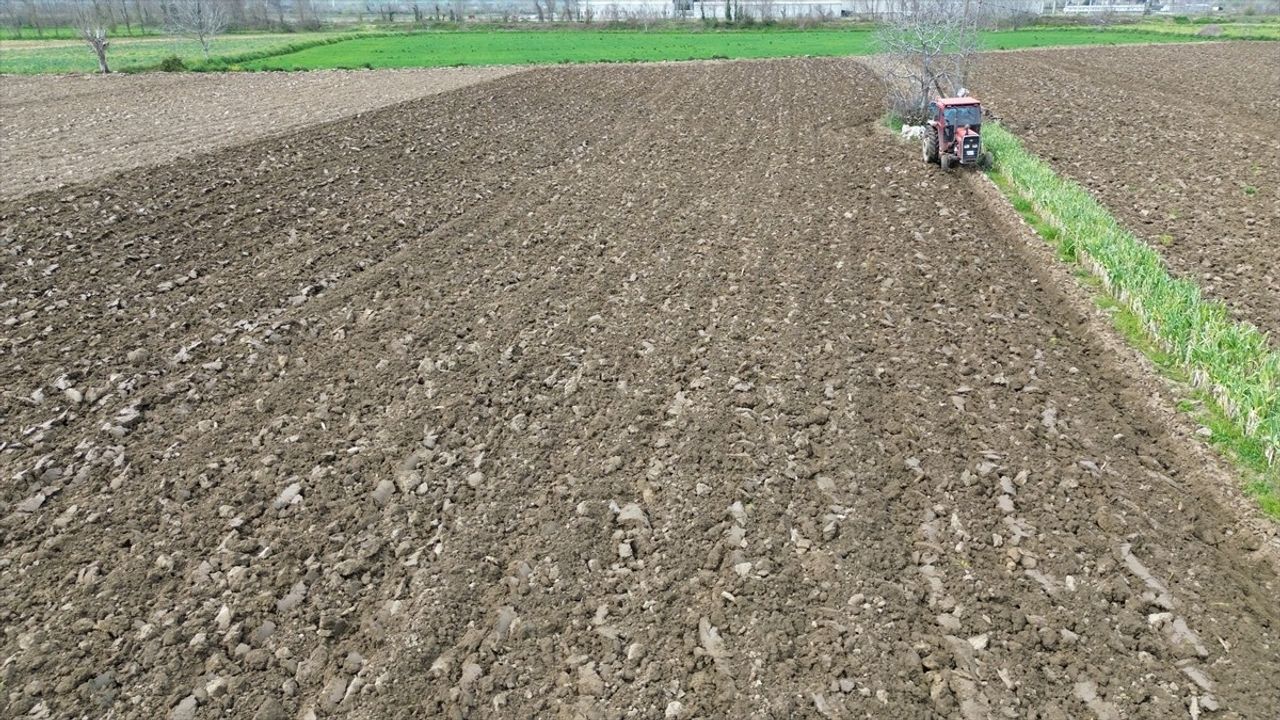 Bafra Ovası'nda Yazlık Ürün Ekimine Hazırlıklar Başladı