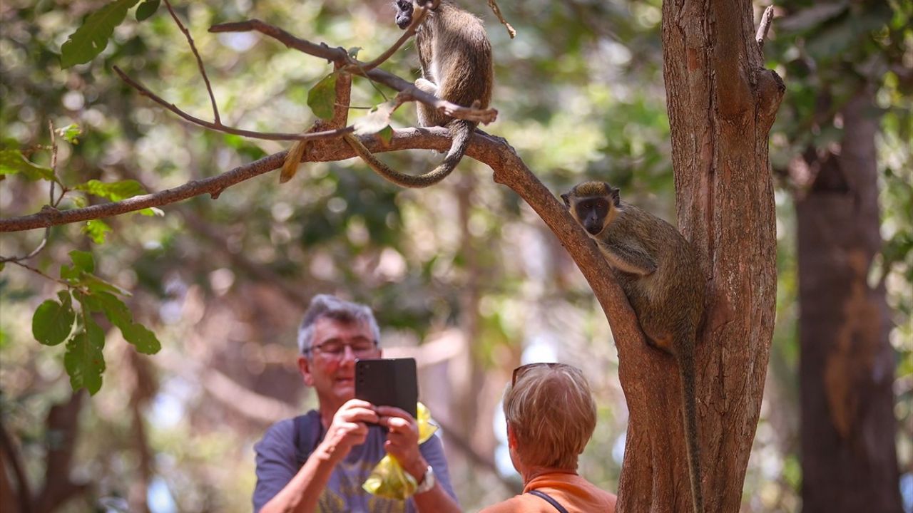 Bijilo Orman Parkı: Gambiya'nın Doğal Mirası ve Ekoturizm Merkezi