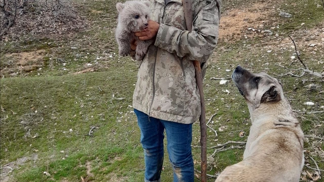 Bingöl'de İki Kardeş, Köpeklerin Saldırısından Kurtardıkları Ayı Yavrusunu Doğaya Saldı