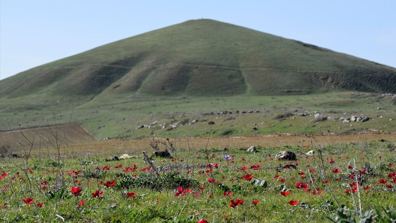 Bintepeler'deki Lidya Tümülüsleri Baharla Renklendi