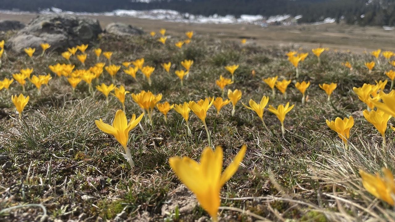 Bolu'daki Sarıalan Yaylası'nda Çiğdemler Baharı Mükemmel Bir Şekilde Karşılıyor
