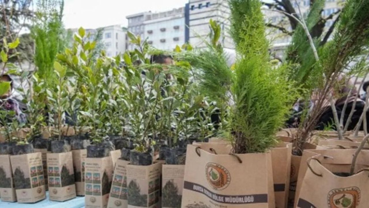 Bursa'da Bedava Fidan Dağıtımı Devam Ediyor