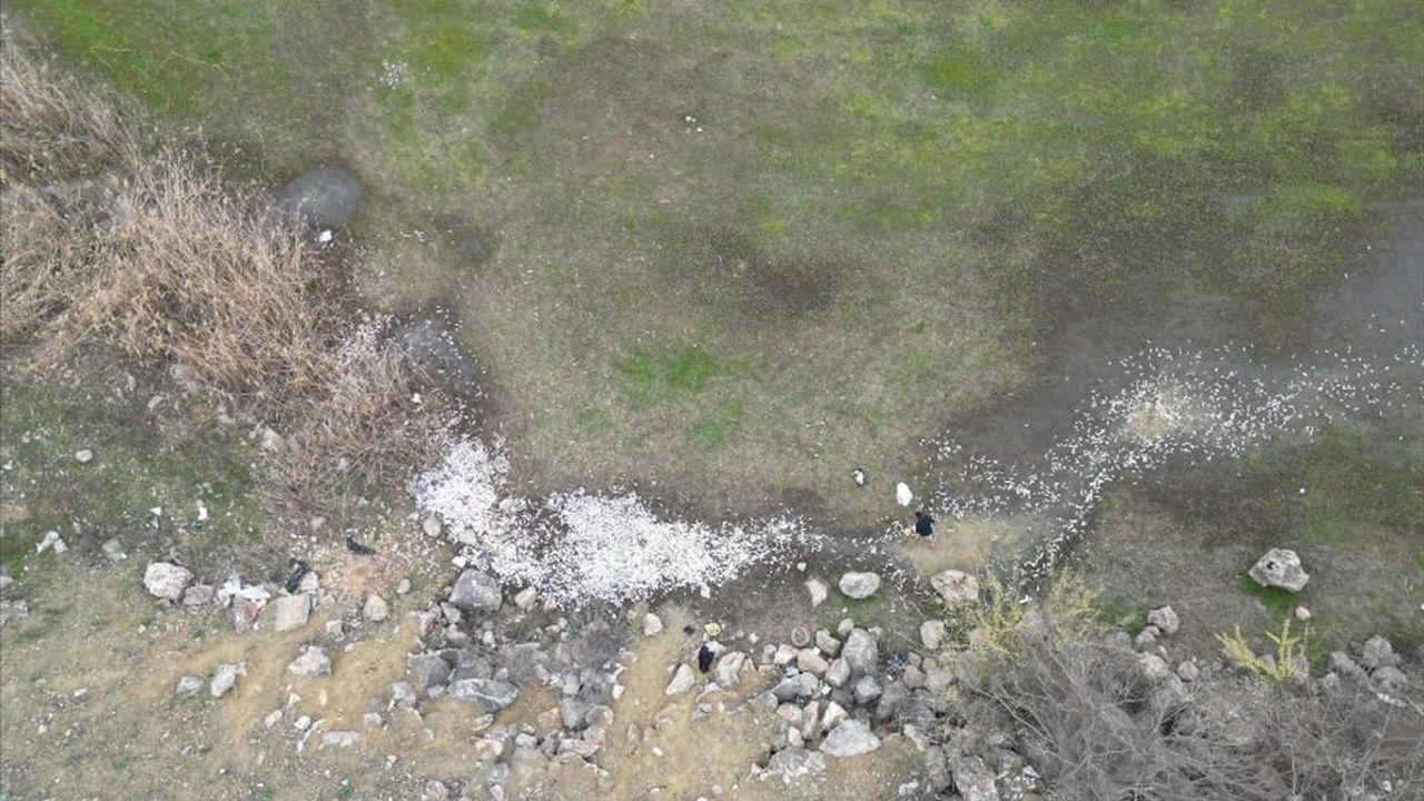 Bursa'da Boğazköy Baraj Göleti'nde Balık Ölümleri Üzerine İnceleme Başlatıldı