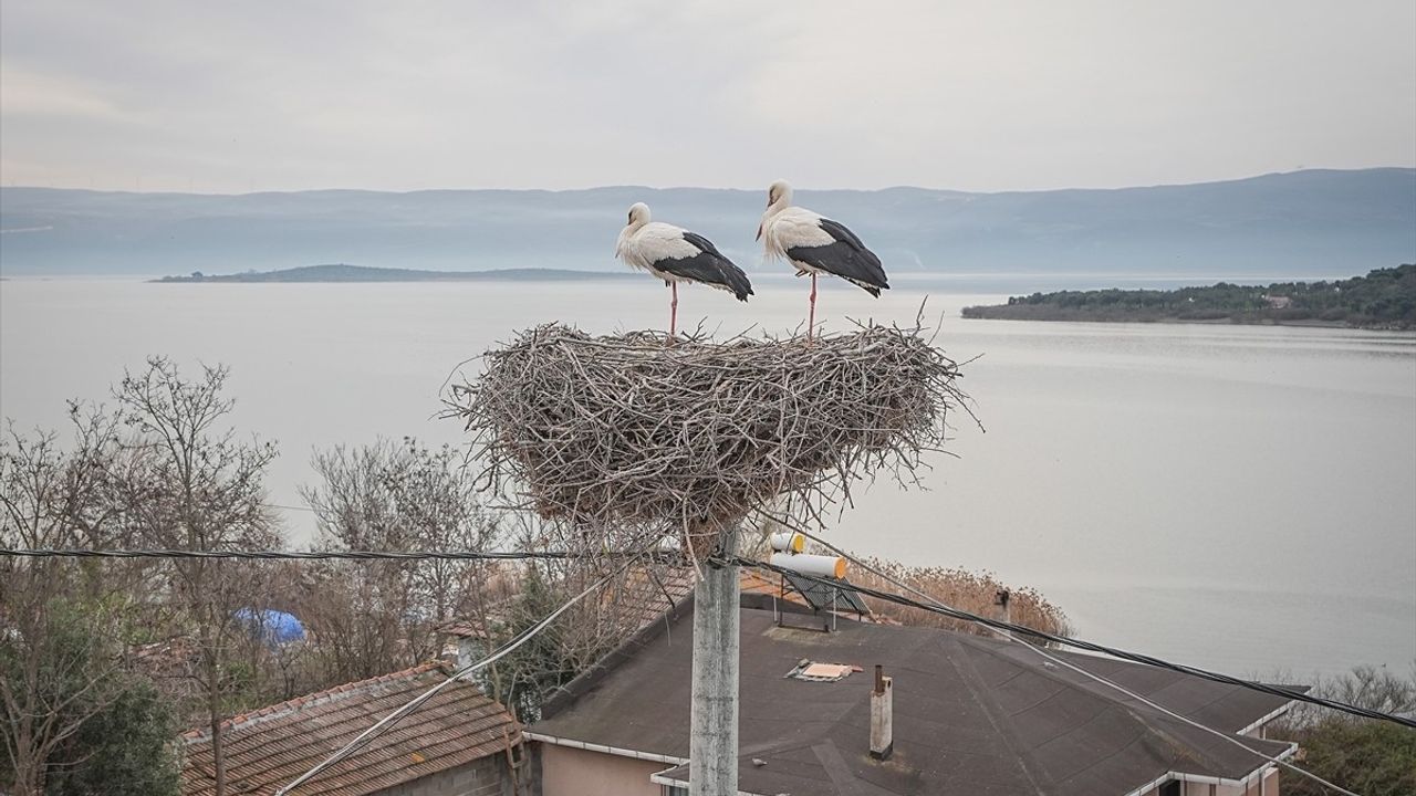 Bursa'nın 'Yaren' Leyleği 14. Kez Geri Döndü