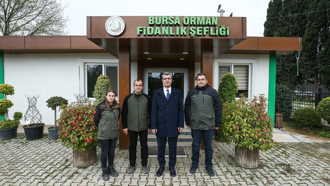 Bursa Orman Fidanlığında Yılda 2 Milyonu Aşkın Fidan Üretiliyor
