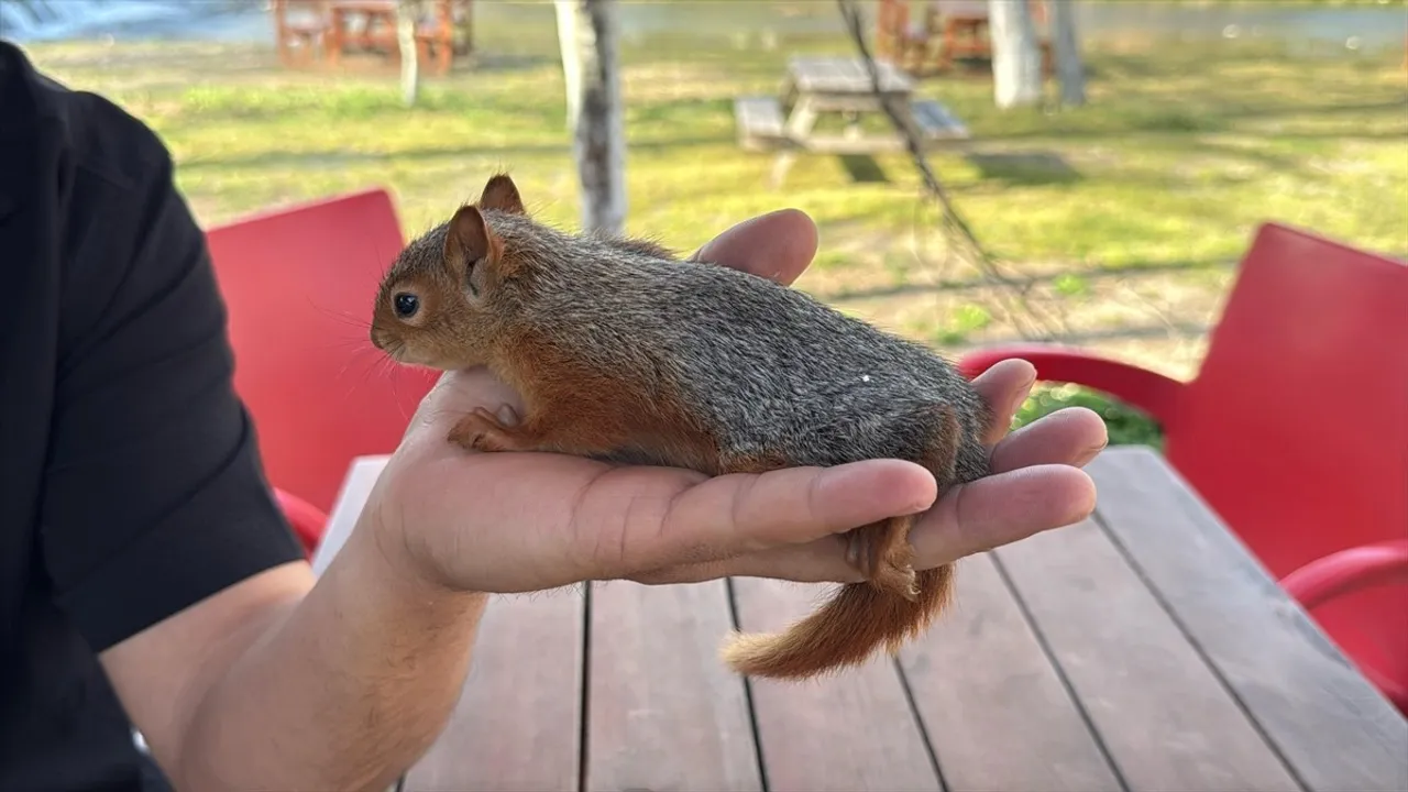 Çanakkale'de Yavru Sincap Fındıkla Beslenerek Hayata Döndü