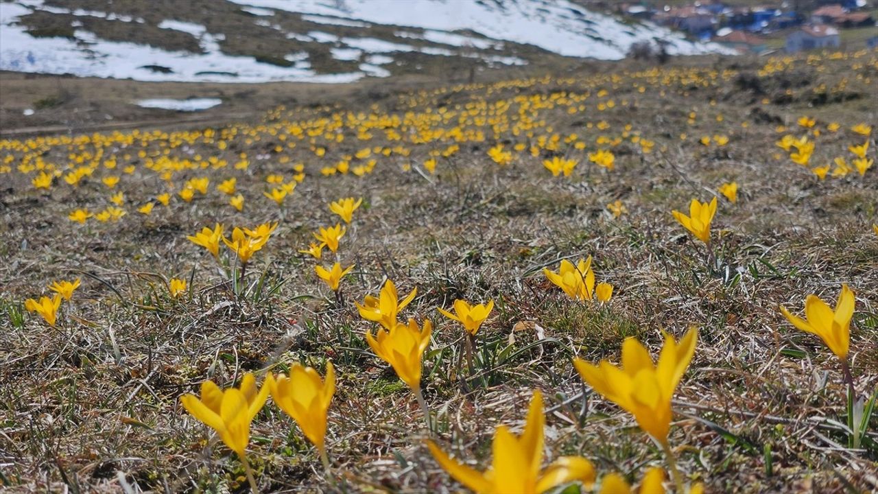 Çankırı'nın Büyük Yayla'sında Baharın Gelişi: Çiğdemler Çiçek Açtı
