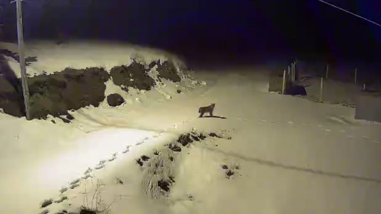 Çorum'da Yiyecek Arayan Vaşak Güvenlik Kamerasında Görüntülendi
