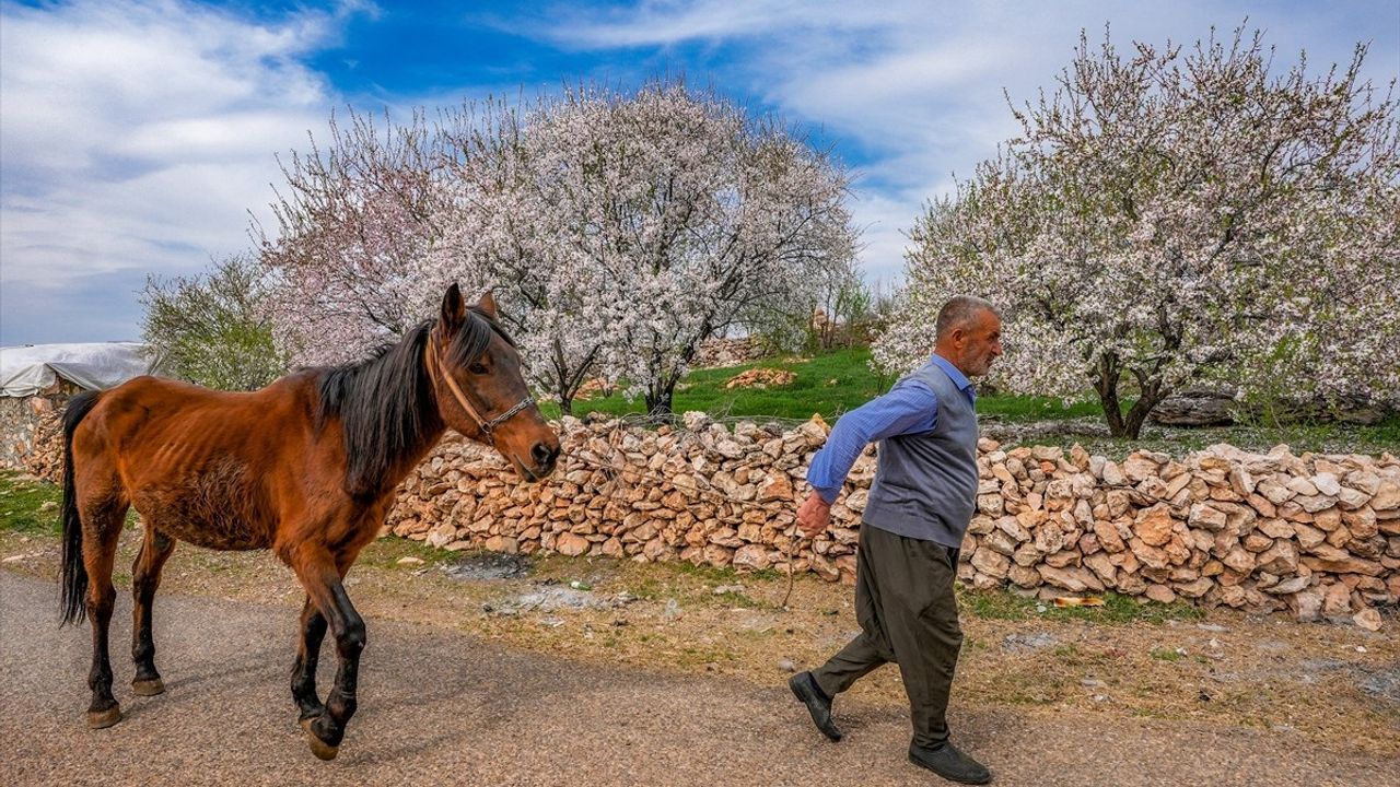 Diyarbakır Eğil'de Badem Ağaçları Çiçek Açtı, Doğa Tutkunlarını Cezbetti