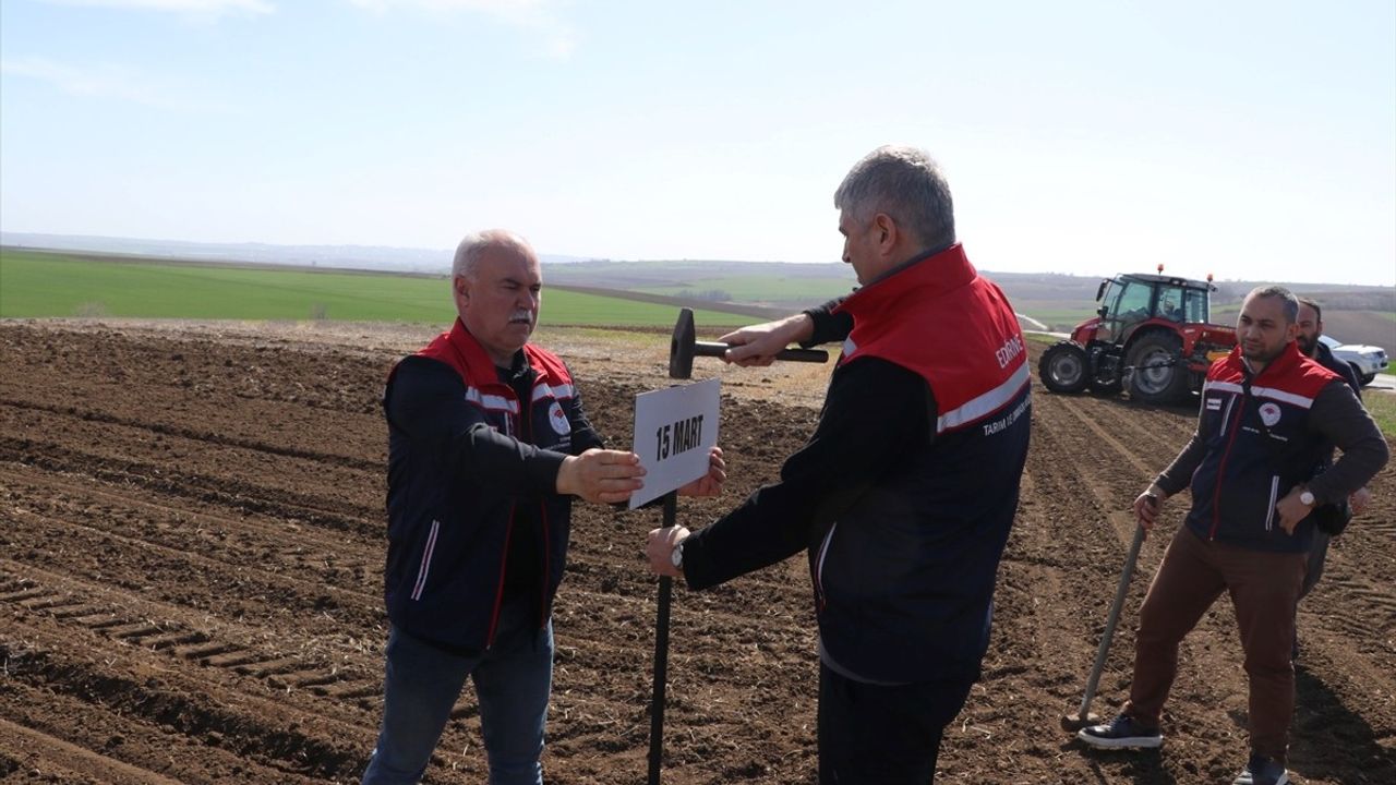Edirne'de Ayçiçeği Kuraklık Dayanıklılığı Denemeleri Başladı