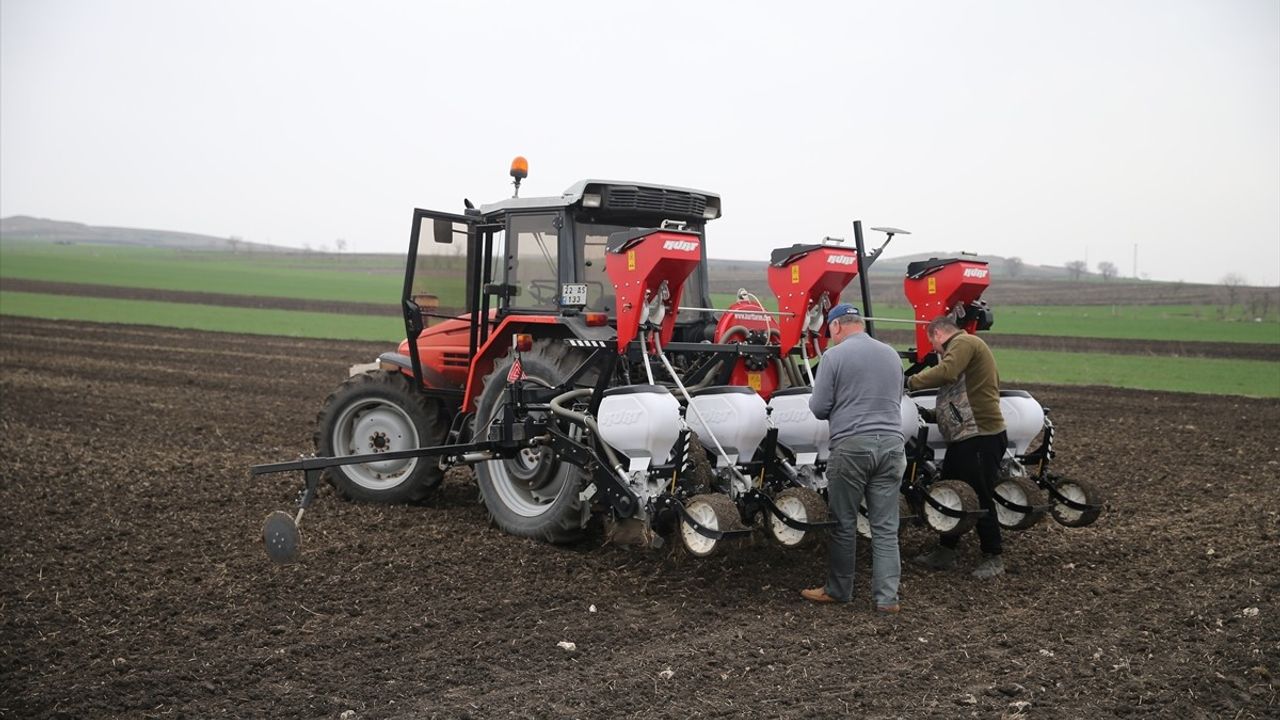 Edirne'de Ayçiçeği Üreticilerine Erken Ekim Tavsiyesi
