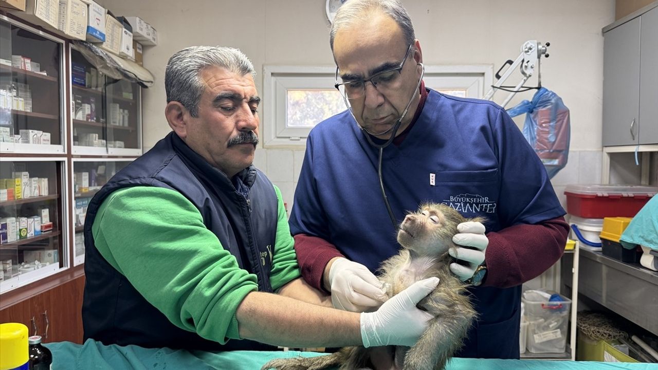 Elazığ'da Bulunan Yavru Babun Gaziantep'e Taşındı