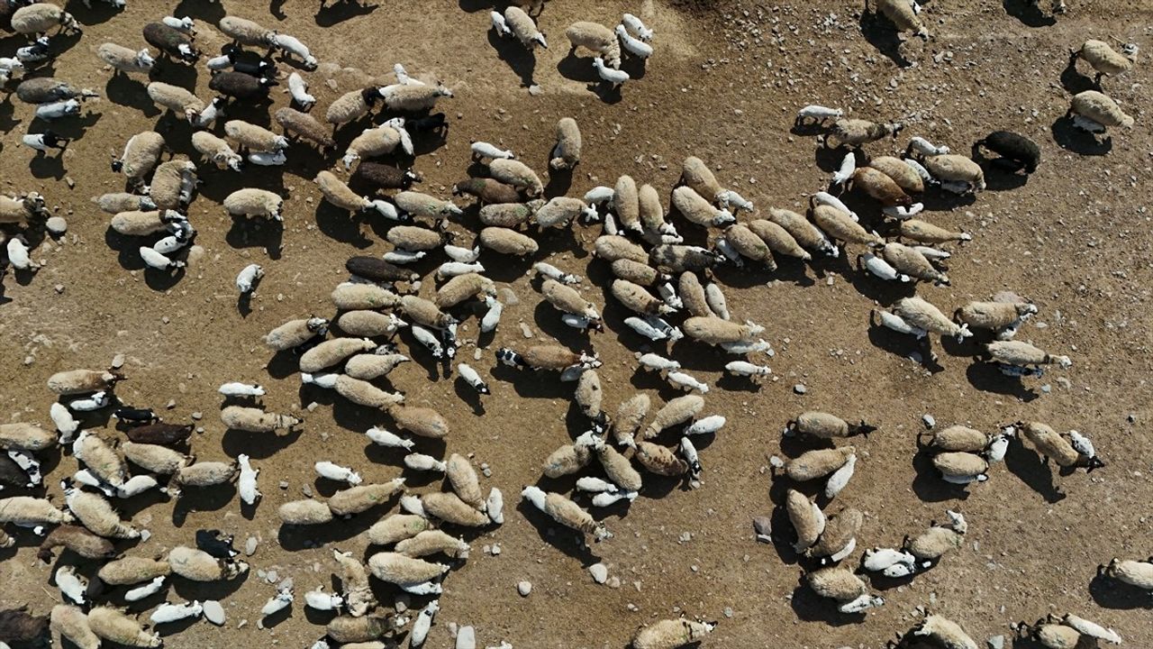 Erzurumlu Veterinerlik Öğrencisi Abdulselam Burul, Hem Okuyor Hem Hayvan Yetiştiriyor
