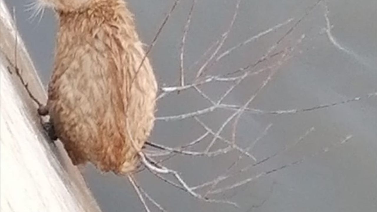 Gümüşhane'de Harşit Çayı'nda Mahsur Kalan İki Kedi Kurtarıldı