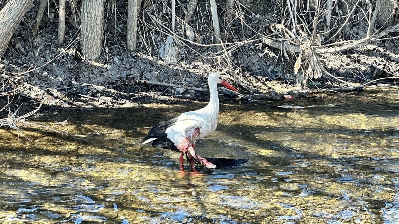 Hakkari'de Yaralı Leylek Tedaviye Alındı