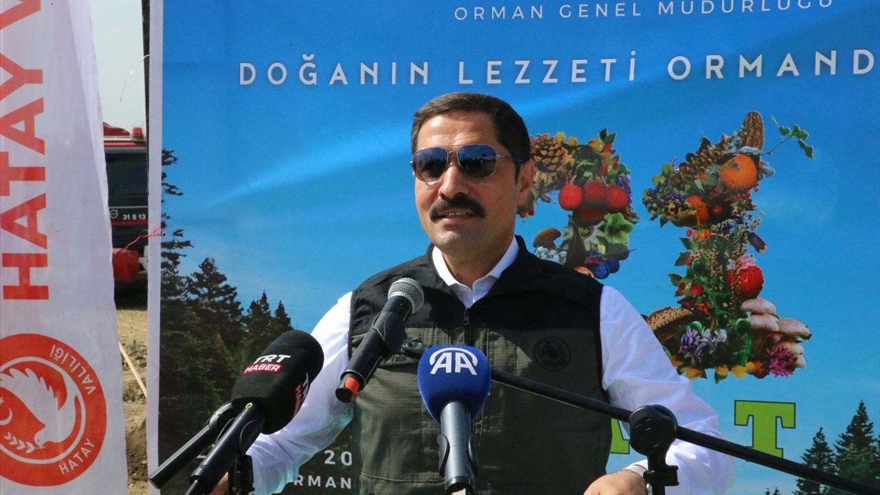 Hatay'da 1000 Fıstık Çamı Fidanı Toprakla Buluşturuldu