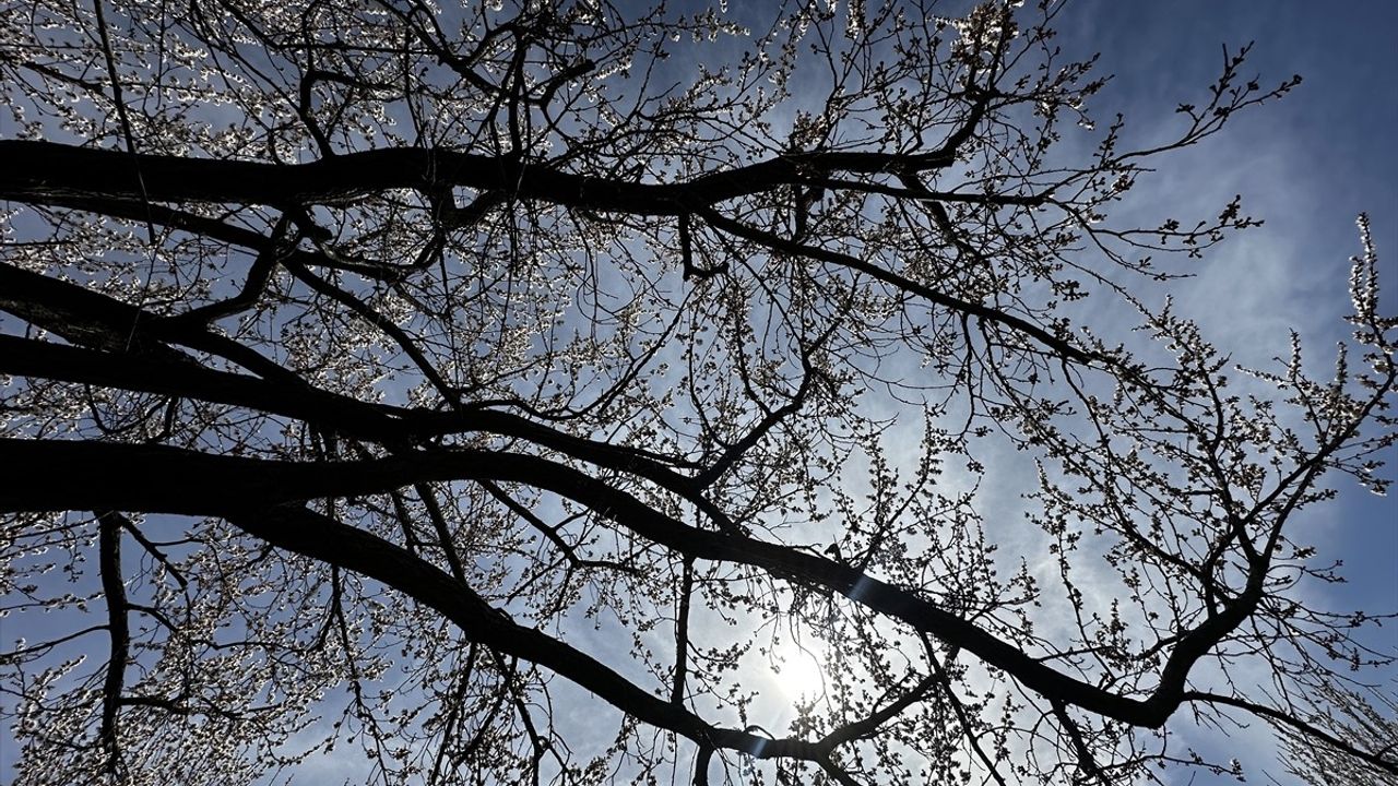 Iğdır'daki Kayısı Bahçeleri Baharın Gelmesiyle Beyaza Büründü