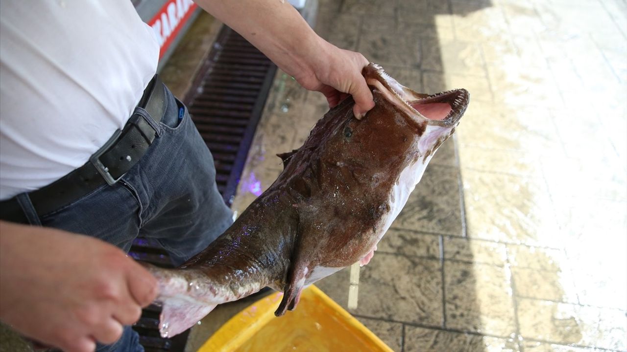 Karadeniz'de Nadir Bulunan Fener Balığı, Kilogramı 500 Liradan Satışta