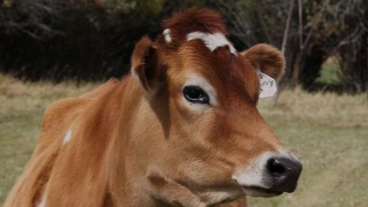 Karadeniz'de Süt İneklerine Ücretsiz Suni Tohumlama Projesi Başlatıldı