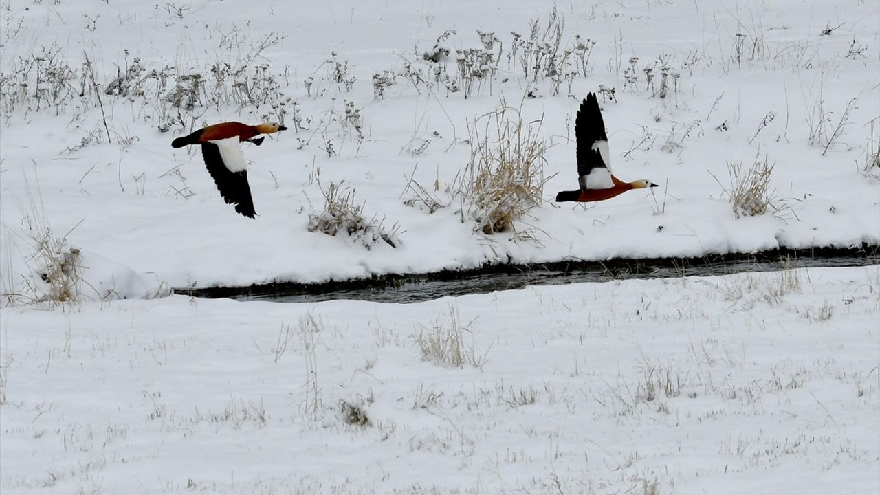 Kars, Ardahan ve Erzurum'da Kar Yağışı Hayatı Olumsuz Etkiliyor