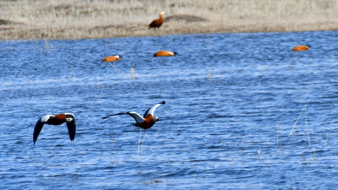 Kars'ta Baharın Müjdecisi Kardelen ve Çiğdemler Çiçek Açtı