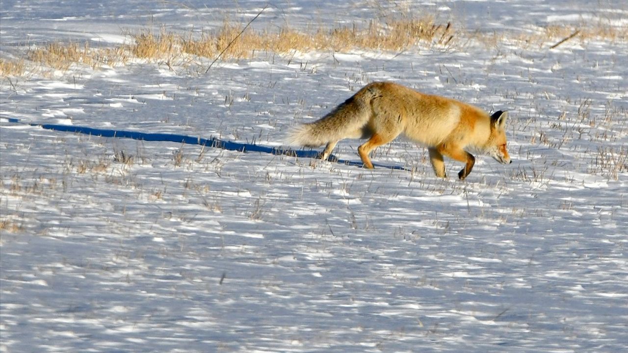 Kars'ta Isınan Hava ile Yaban Hayatının Canlanması