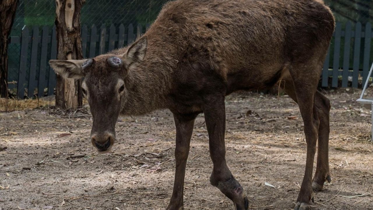 Kemalpaşa'da Yaralı Bulunan Geyik, İzmir Doğal Yaşam Parkı'nda Tedavi Ediliyor