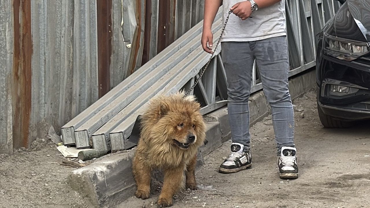 Kocaeli'de Depo Yangınında Mahsur Kalan Köpek İtfaiye Ekipleri Tarafından Kurtarıldı