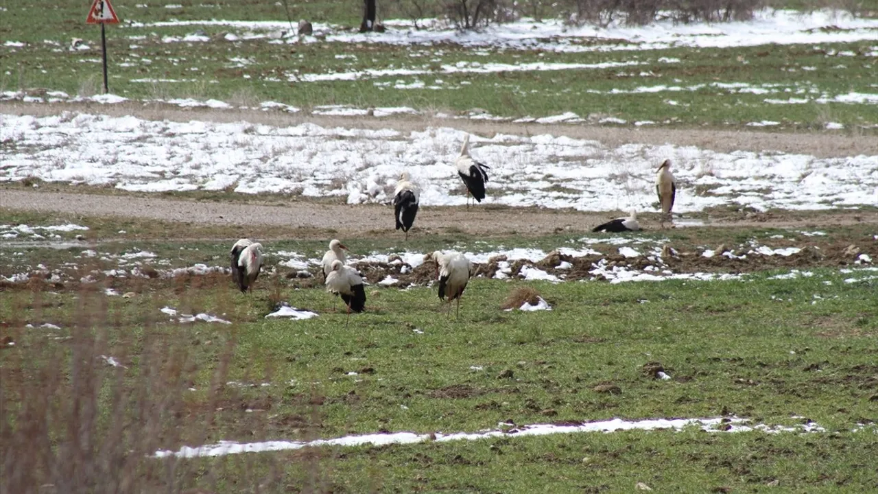 Konya'da Kar Yağışı Nedeniyle Leyleklere Yiyecek Takviyesi Yapıldı